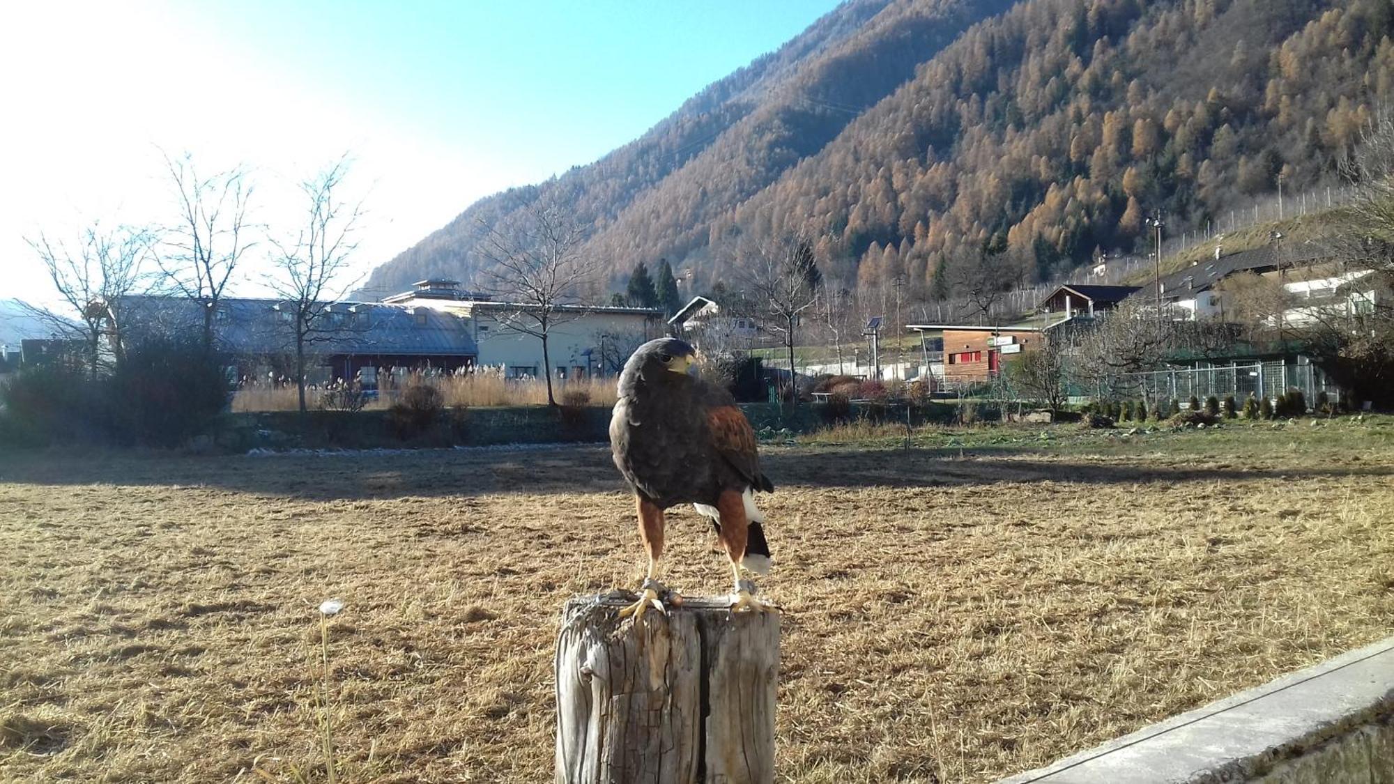 B&B Nido Delle Aquile Monclassico Bagian luar foto